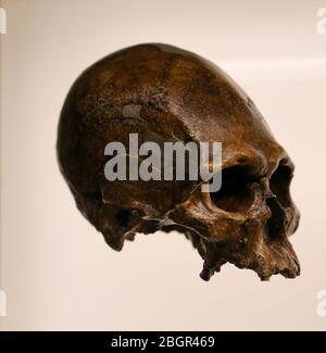 Kau Sumpf 5 Schädel. Homo Sapiens. c. 13.000 Jahre alt. Kow Swamp, Victoria, Australien. Stockfoto