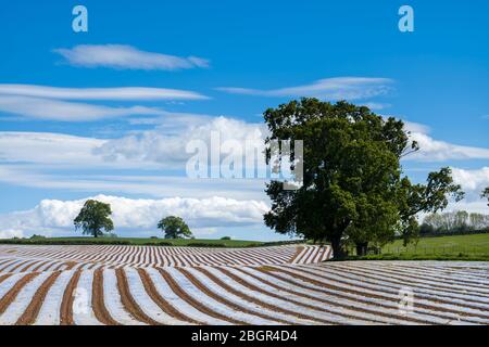 Polythenfolien als Pflanzenschutzhauben schützen neue Wachstumspflanzen vor widrigen Witterungseinflüssen und Schädlingen in landwirtschaftlichen Feldern in Cumbria England Stockfoto