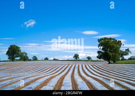 Polythenfolien als Pflanzenschutzhauben schützen neue Wachstumspflanzen vor widrigen Witterungseinflüssen und Schädlingen in landwirtschaftlichen Feldern in Cumbria England Stockfoto