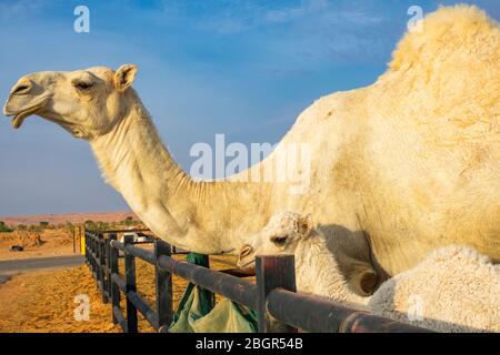 Dromedarkamel auf dem Kamelmarkt Souq Al Jamal in Riad, Saudi-Arabien Stockfoto