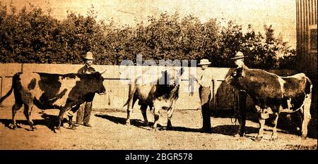 Ein 1915 News-Foto einer kanadischen Preisbullenshow, die im Indian Head, Saskatchewan, Kanada, stattfindet. Indian Head begann 1882, als die ersten Siedler (hauptsächlich Schottische) vor der Eisenbahn in das Gebiet eintrafen, die meisten von ihnen reisten mit Ochenkarren von Brandon. Stockfoto