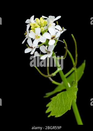 UK Wildblume, Jack von der Hecke oder Knoblauch Senf, Alliaria petiolata, blüht vor einem schwarzen Hintergrund Stockfoto