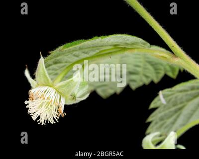Frühlingsblumen aus Großbritannien naturalisiert Garten entkommen, Rubus idaeus, wilde Himbeere, auf einem schwarzen Hintergrund Stockfoto