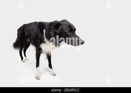 In voller Länge Porträt von verärgert reinrassigen Rand Collie Hund nachdenkliche. Niedliche freundliche Haustier suchen mit intelligenten Augen. Gelangweilte und verärgerte Welpeninsel Stockfoto