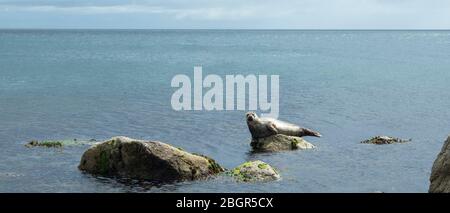 Robbe, Halichoerus grypus, Robben in der Nähe von Felsbrocken in der Sannox Bay im Nordatlantik an der Isle of Arran, Schottland Stockfoto