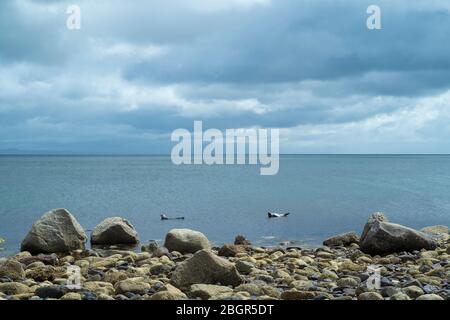 Robbe, Halichoerus grypus, Robben in der Nähe von Felsbrocken in der Sannox Bay im Nordatlantik an der Isle of Arran, Schottland Stockfoto