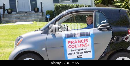 Bethesda, MD, April 22,2020 USA: Autofahren mit der Botschaft 'End Monkey Fright Tests!' PETA-Präsidentin Ingrid Newkirk führte eine Karawane an Stockfoto