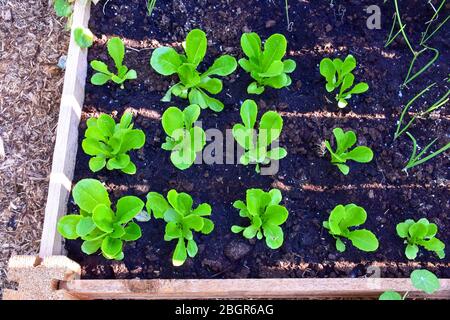 Teil der Grow Your Own Food Bewegung, dieser Garten Gemüsegarten im Hinterhof enthält große Hochbeete für den Anbau von Gemüse und Kräutern den ganzen Sommer. Stockfoto