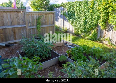 Teil der Grow Your Own Food Bewegung, dieser Garten Gemüsegarten im Hinterhof enthält große Hochbeete für den Anbau von Gemüse und Kräutern den ganzen Sommer. Stockfoto