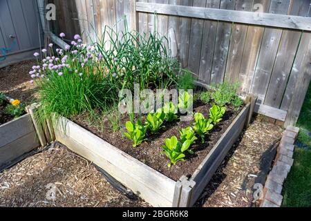 Teil des Grow Your Own Food Trend, dieser Garten hinter dem Hof Gemüsegarten enthält große erhöhte Betten für den Anbau von Gemüse und Kräutern den ganzen Sommer Stockfoto