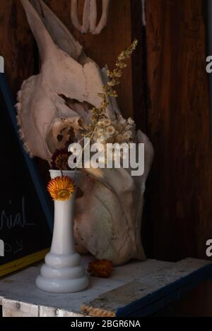 Stillleben einer weißen Vase mit getrockneten Blumen, die vor einem Tierschädel stehen Stockfoto