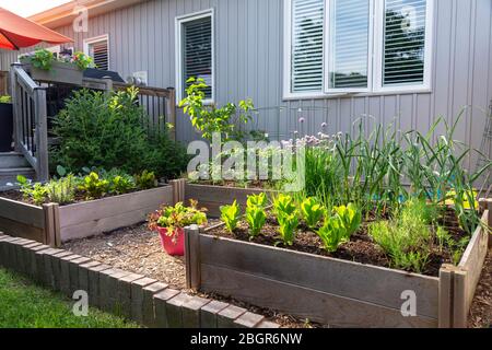 Teil des Grow Your Own Food Trend, dieser Garten hinter dem Hof Gemüsegarten enthält große erhöhte Betten für den Anbau von Gemüse und Kräutern den ganzen Sommer Stockfoto