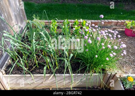 Teil des Grow Your Own Food Trend, dieser Garten hinter dem Hof Gemüsegarten enthält große erhöhte Betten für den Anbau von Gemüse und Kräutern den ganzen Sommer Stockfoto