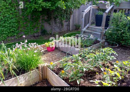 Teil des Grow Your Own Food Trend, dieser Garten hinter dem Hof Gemüsegarten enthält große erhöhte Betten für den Anbau von Gemüse und Kräutern den ganzen Sommer Stockfoto