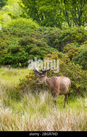 Rothirsch, Cervus elaphus, junges Männchen mit Samtgeweih im Wald von Lochranza, Isle of Arran, Schottland Stockfoto