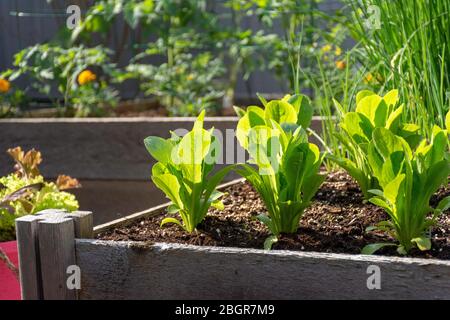 Teil der Grow Your Own Food Trend, dieser Garten Gemüsegarten im Hinterhof enthält große Hochbeete für den Anbau von Gemüse und Kräutern den ganzen Sommer. Stockfoto