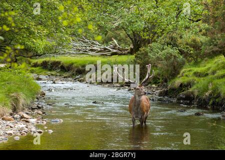 Rothirsch, Cervus elaphus, erwachsenes reifes Männchen mit großem Geweih in Flusslandschaft bei Lochranza, Isle of Arran, Schottland Stockfoto