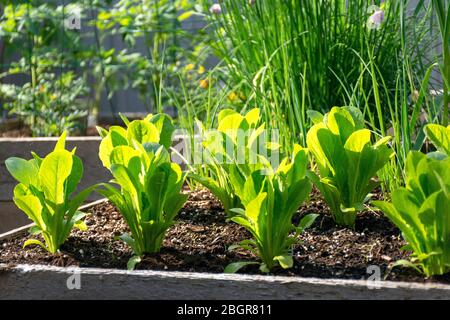 Teil der Grow Your Own Food Trend, dieser Garten Gemüsegarten im Hinterhof enthält große Hochbeete für den Anbau von Gemüse und Kräutern den ganzen Sommer. Stockfoto