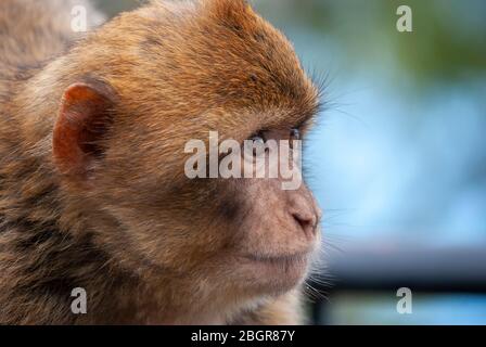 Berbermacaken (Macaca sylvanus) in Gibraltar Stockfoto