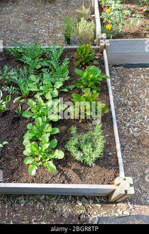 Teil der Grow Your Own Food Trend, dieser Garten Gemüsegarten im Hinterhof enthält große Hochbeete für den Anbau von Gemüse und Kräutern den ganzen Sommer. Stockfoto