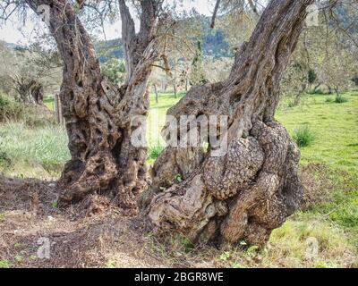 Erstaunlicher Stamm eines alten Olivenbaumes In Natürlichem Design. Obstgarten und alte Olivenbäume. Makro einer Rinde aus olivem Baum. Olivgrüner Holzhintergrund. Stockfoto