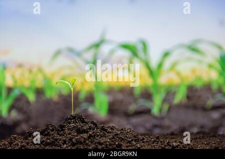 Junge grüne Sprosse mit Wassertropfen wächst aus dem Boden auf Hintergrund Mais Sämlinge wachsen aus fruchtbarem Boden Stockfoto