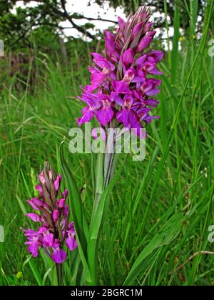 Purple, Marsh Orchid, Grappenhall, Warrington, Cheshire, England, Großbritannien, WA4 Stockfoto