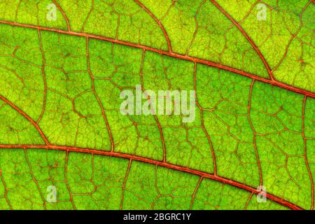 Rote Adern auf grünen Blättern der Kupferblatt-Pflanze (Acalypha wilkesiana), Makro Stockfoto