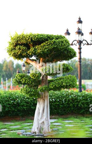 Schöner Baum im Park Stockfoto