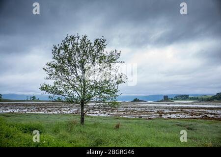 Das Stalker Castle aus dem 15. Jahrhundert ist ein Turmhaus und das Wattmeer von Loch Laich in Appin, Argyll, Schottland. Jenseits ist Loch Linnhe, Stockfoto