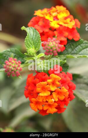 Lantana Camara auch bekannt als spanische Flagge oder West Indian Lantana Stockfoto