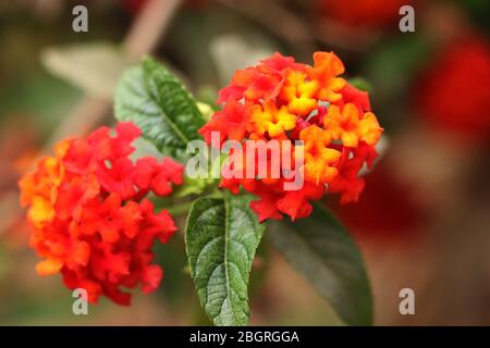 Lantana Camara auch bekannt als spanische Flagge oder West Indian Lantana Stockfoto