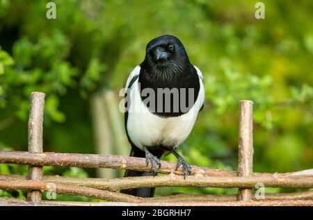 Elster, (Wissenschaftlicher Name: Pica Pica) Alert, Erwachsene Elster, thront auf einem gewebten Zaun im Frühling. Nach vorne zeigen. Nahaufnahme. Unscharfer Hintergrund. Stockfoto