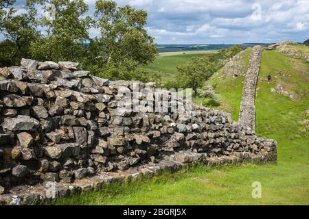 Touristischer Wanderhund am Hadrian's Wall, Blocksteinbaugrenze im Northumberland National Park in Walltown Crags, England Stockfoto