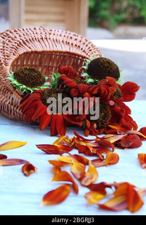 Schöne Sonnenblumen in Vase auf Holztisch, im Freien Stockfoto