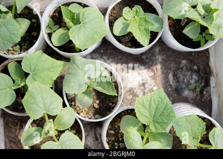 Gurkenkeimlinge in einem Behälter. Hauseigene Sämlinge, Haushalt Gartenbau Konzept Stockfoto