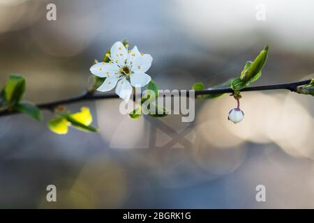 Frühling Blumen. Wunderschön blühenden Zweig der Baumstruktur. Stockfoto