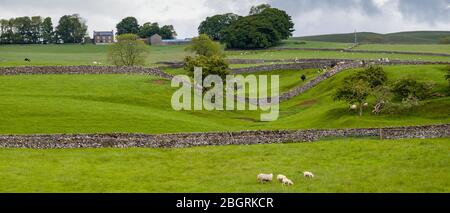 Schafe weiden auf Wiese und Trockensteinmauer in Yorkshire Dales in Smardale Gill, England Stockfoto