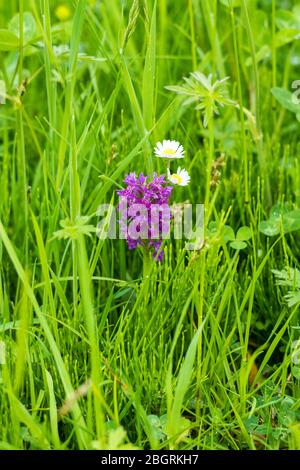 Wilde Marsh Orchidee, Dactylorhiza incarnata, inmitten wilder Gräser in Yorkshire Dales in Smardale Gill, England Stockfoto