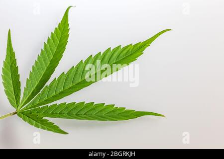 Einzelnes Cannabisblatt isoliert mit weißem Hintergrund Stockfoto