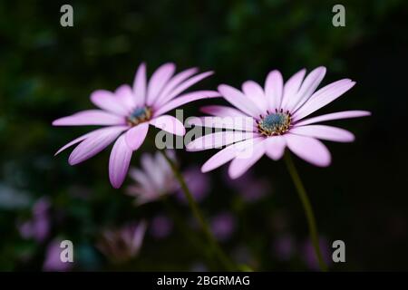 Makroansicht von ein paar Gänseblümchen Blumen. Stockfoto