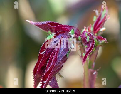 Makroaufnahme einer sehr schlecht von Blattlaus befallenen Rose Stockfoto