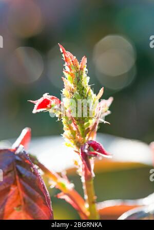 Makroaufnahme einer sehr schlecht von Blattlaus befallenen Rose Stockfoto