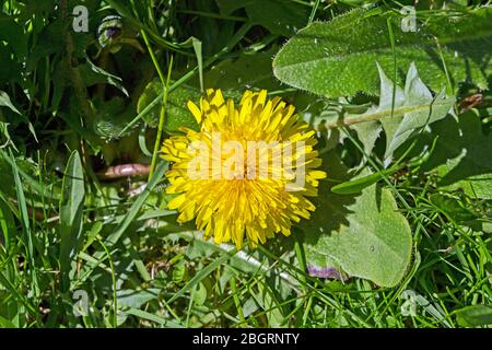 Ein Löwenzahn schoss von oben aus nah auf und setzte sich gegen einen Grasrasen Stockfoto