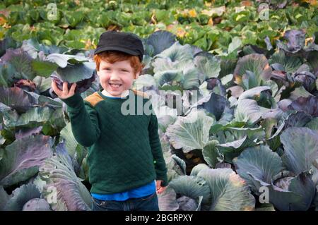 Kleiner Junge, der einen Kohl in einem Gemüsefeld auf einem Pick Your Own Farm pflückt.