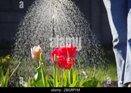 Bewässerung von Blumen im Frühlingsgarten. Rote Tulpen und ein Wasserstrahl aus einer Gießkanne. Stockfoto