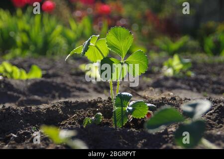 Erdbeeren im Frühlingsgarten Pflanzen. Junge Pflanzen mit grünen Blättern im Boden. Stockfoto