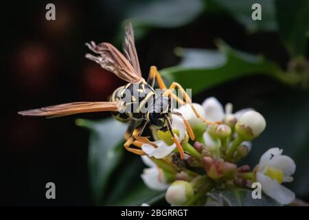 Nahaufnahme einer Papierwespe, die Nektar auf einer weißen Stechpaltenblüte sammelt Stockfoto