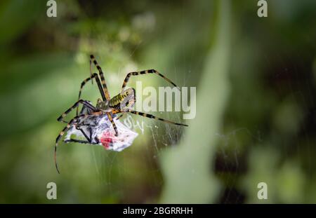 Eine schwarze und gelbe Orb-Weberspinne dreht ein Netz um ihr aktuelles Opfer - eine gefleckte Laterne Stockfoto