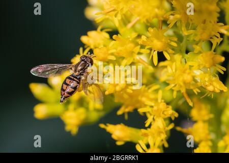 Eine kupferfarbene Biene ernährt sich von kleinen gelben Blüten in einer Sommerwiese Stockfoto